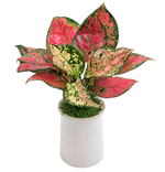 Аглаонема Ред Руи (в кашпо)