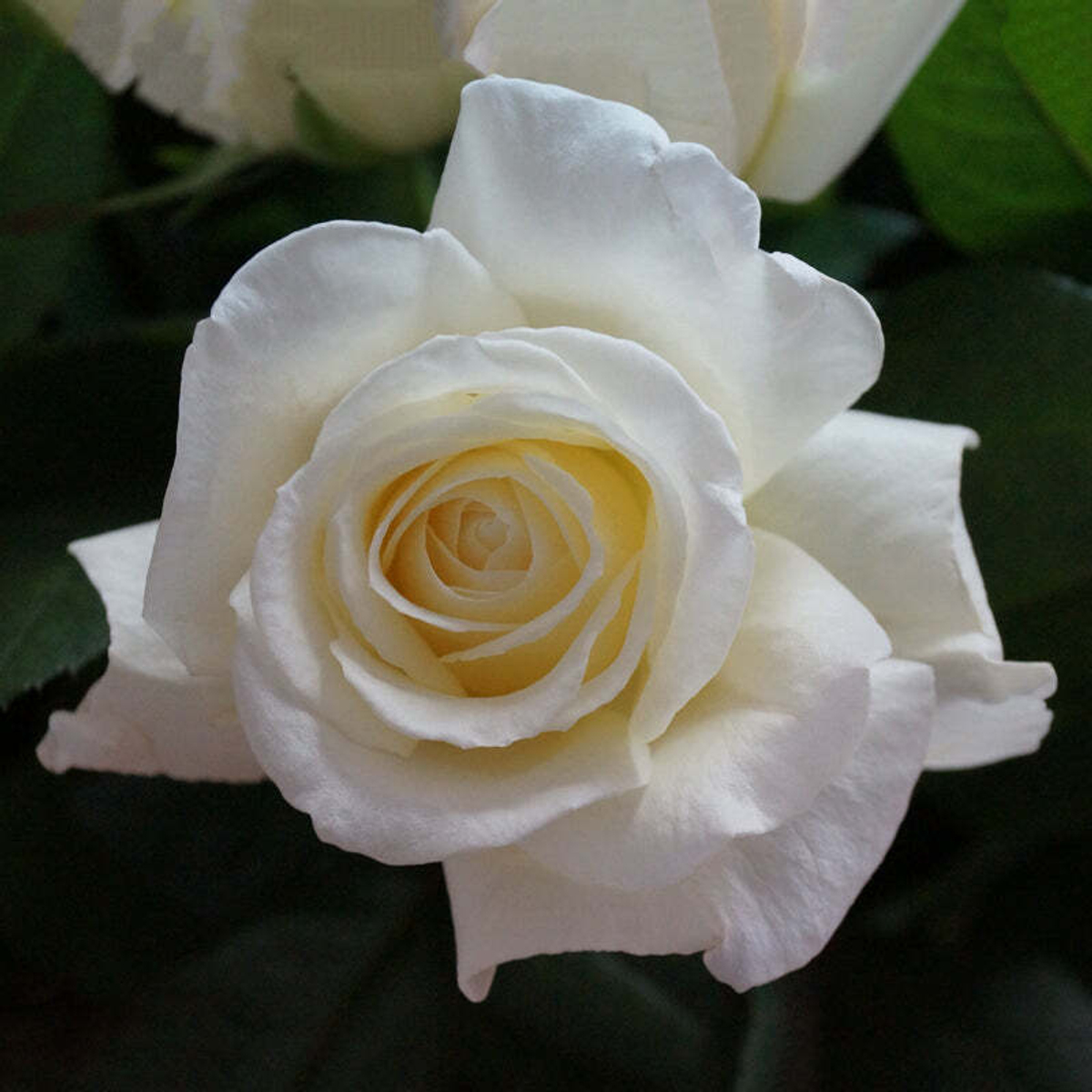 кусты для сада — сорт Норма Джин (Norma Jean) — ароматная роза