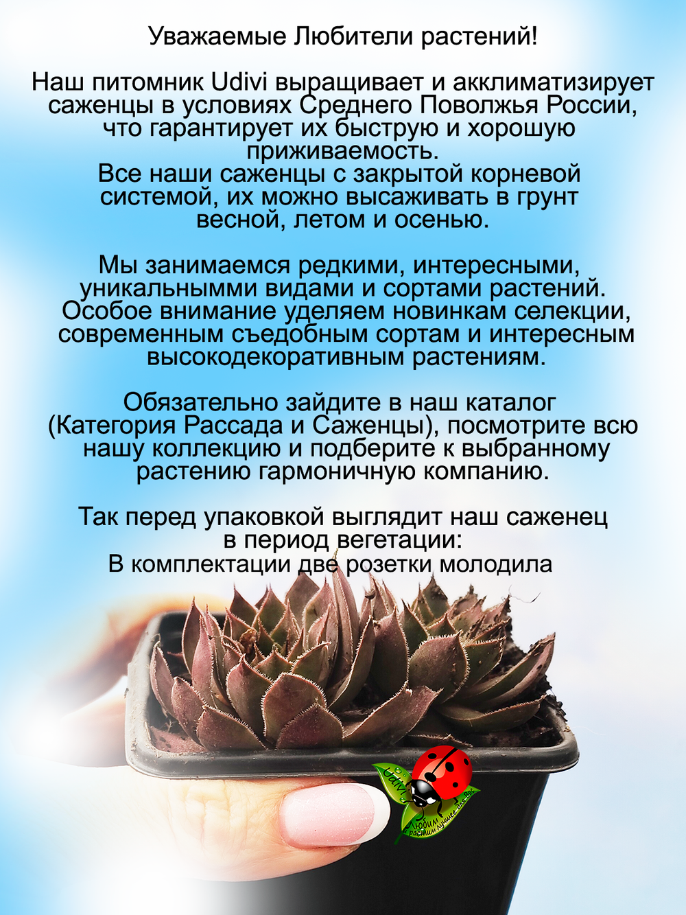 Молодило Большая розовая роза