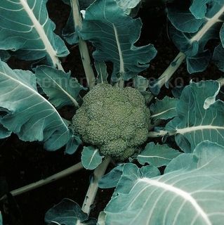 Капуста брокколи Монтоп F1 2500 (семян)