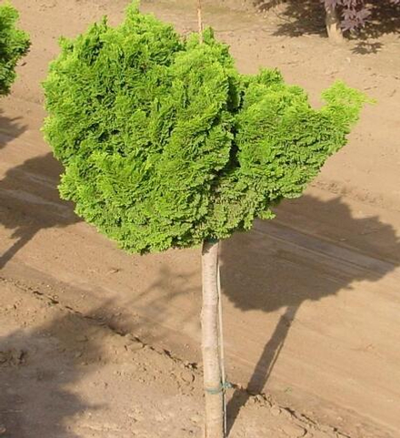 Кипарисовик тупой Нана Ауреа С5 Ра 60