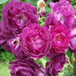 Розенгартен Цвайбрюкен (Rosengarten Zweibrucken)