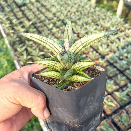 Сансевиерия LAVENDER LADY