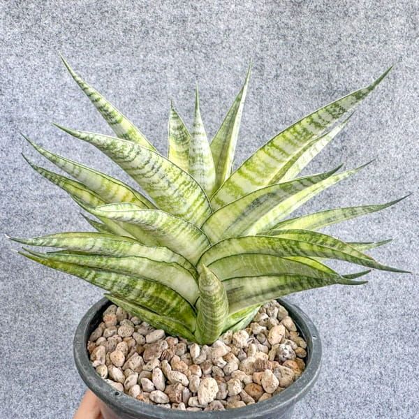 Вариегатные сансевиерии