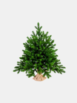 Ель Царь Елка Астерия Премиум 60см 3D