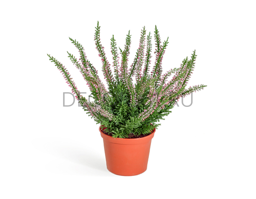 Эрика (вереск) куст нежно-розовый в горшочке (пластик) в-27 см 12/12 20.5937N