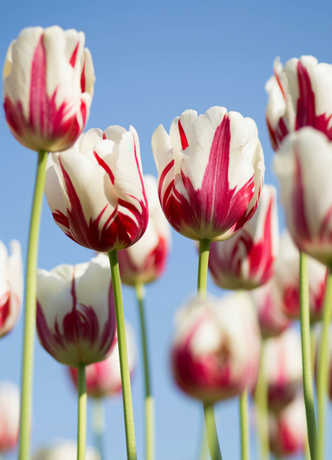 Цветы, луковицы, семена