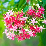 Комбертум индийский лиана – Quisqualis indicum creeper