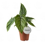 Филодендрон (MIX)