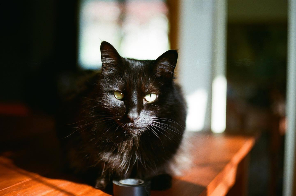 Fujicolor iso 400 (36)