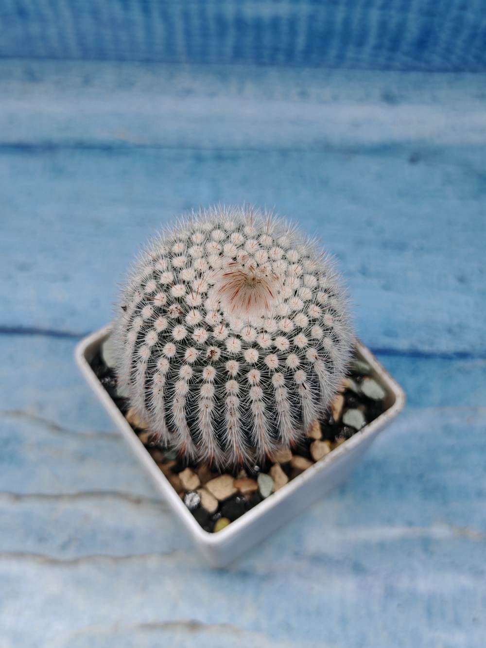 Notocactus Scopa (Нотокактус)