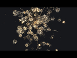 "Лавка чудес" 1,2" х 36