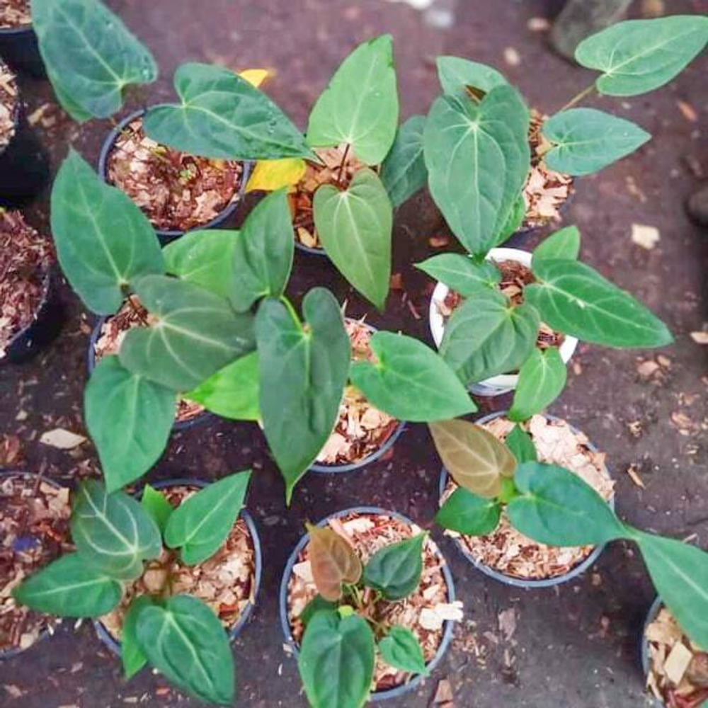Антуриум PAPILLILAMINUM XONE from seed