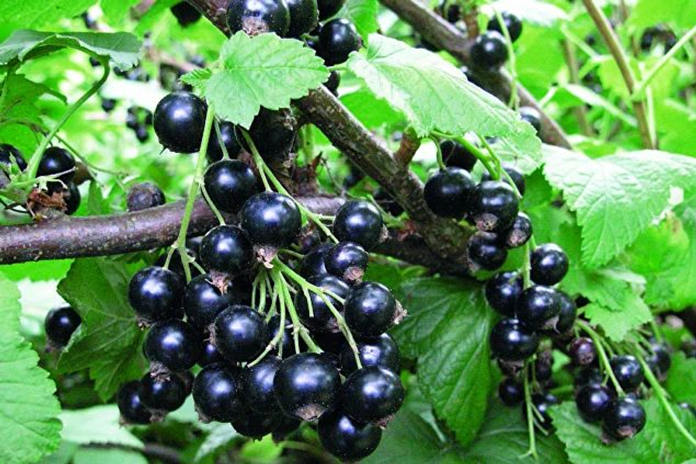 Смородина чёрная "СЕЛЕЧЕНСКАЯ"