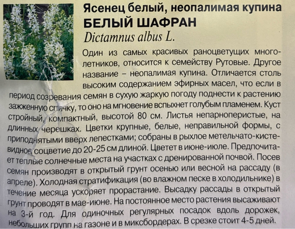 Ясенец  Белый шафран 3 шт СМЦ-235