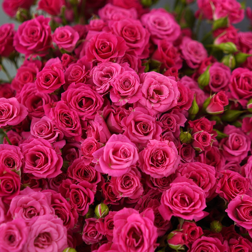 Купить Розы кустовые ярко-розовые Lovely Lydia от 7шт