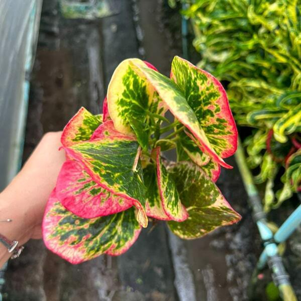 Кротон TAWEE CHOK