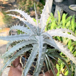 Дикия SURF SILVER