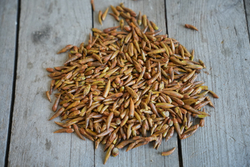 Тополиные почки