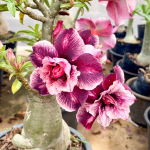 Адениум PLA WAL – WHALE