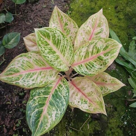 Аглаонема TIGER