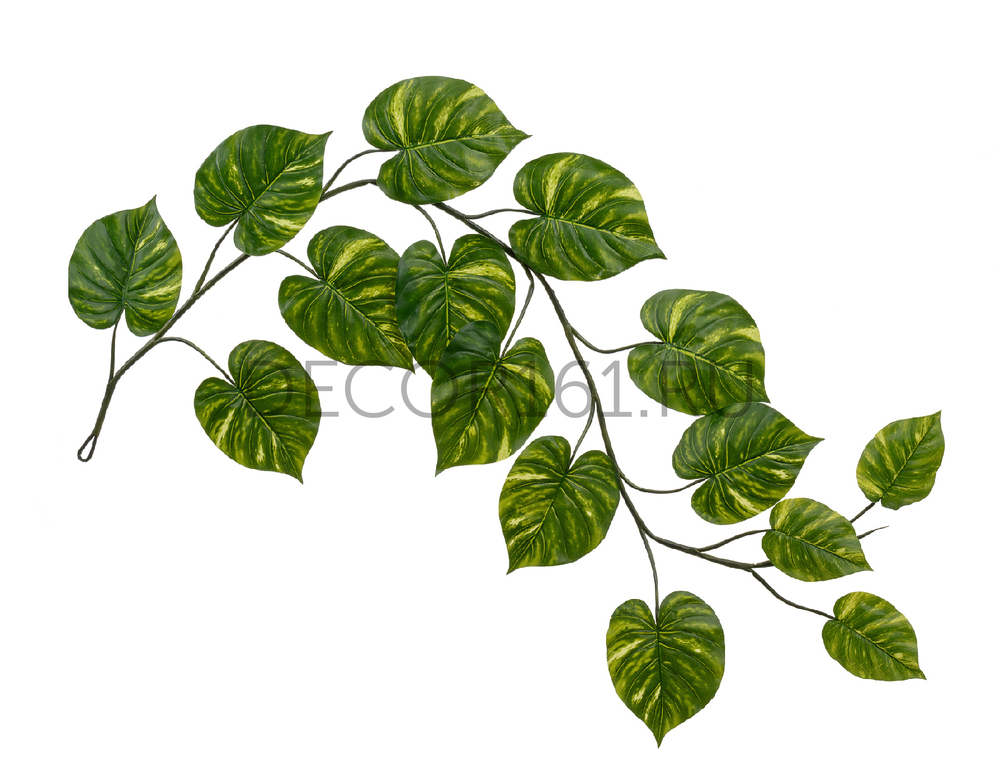 Потос Giant лиана дл-240 см 15 листов (Sensitive Botanic) 6/24 20.092235GY