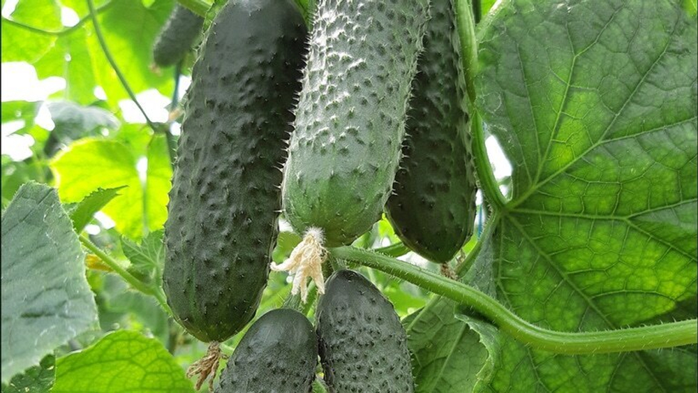 Элитор F1 семена огурца (Nunhems / Нюнемс)