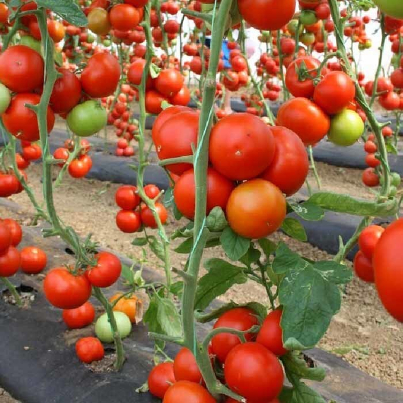 Сейран F1 семена томата индетерминантного (Nunhems / ALEXAGRO) культура – фото 2