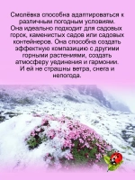 Смолёвка бесстебельная Маунд Сноуден многолетняя