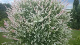 Ива цельнолистная