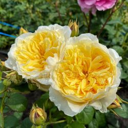 Ликухоталу (Likuhotalu)