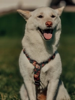 Шлейка Эчпочмак, наличие