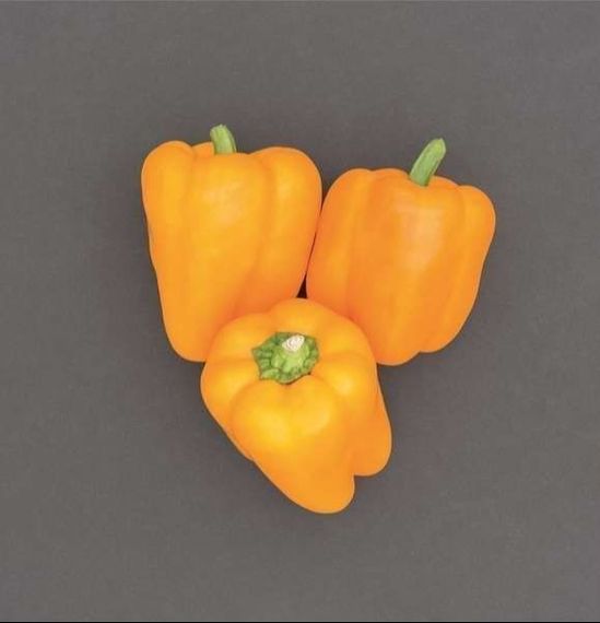 ТУРБИН F1 семена перца сладкого Bejo цена