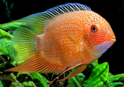 Цихлазома Северум Красноточечный