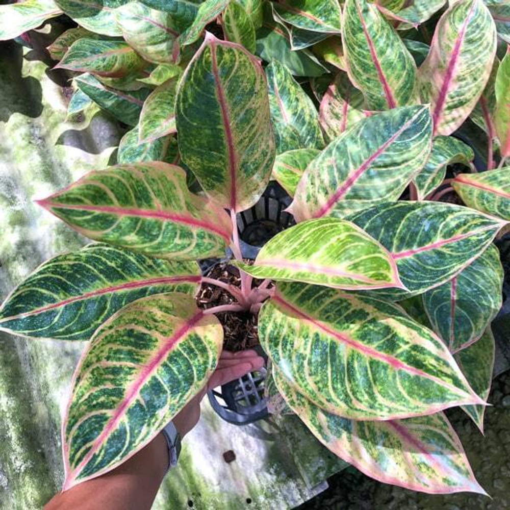 Аглаонема SUNFLOWER