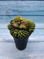 Gymnocalycium Spineless Crested form (Гимнокалициум Кристатный)