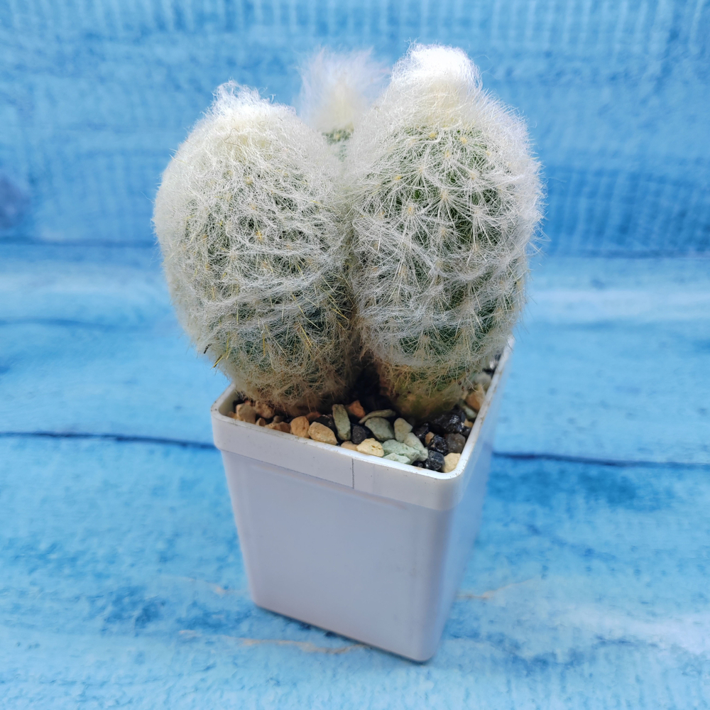 Espostoa Melanostele (Эспостоа)