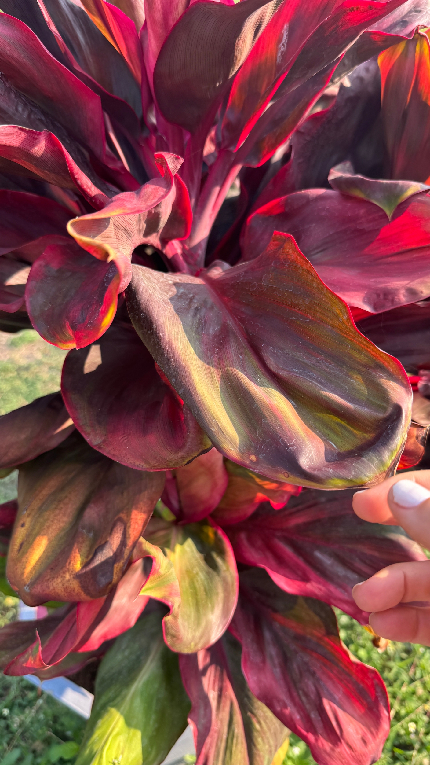 Кордилины в жаркий сезон в Таиланде