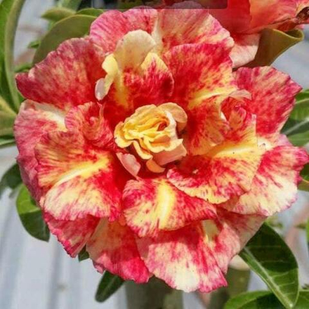 Адениум обесум 346 Họa Long