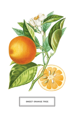 Botanicals: 100 Postcards from the Archives of the New York Botanical Garden