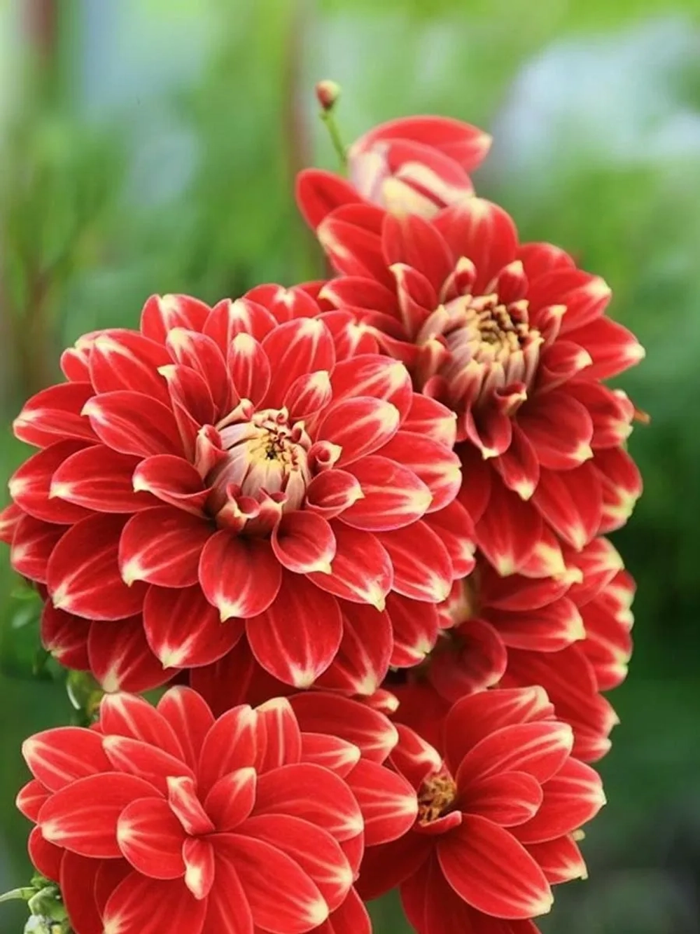 Георгин декоративный Ред Рок