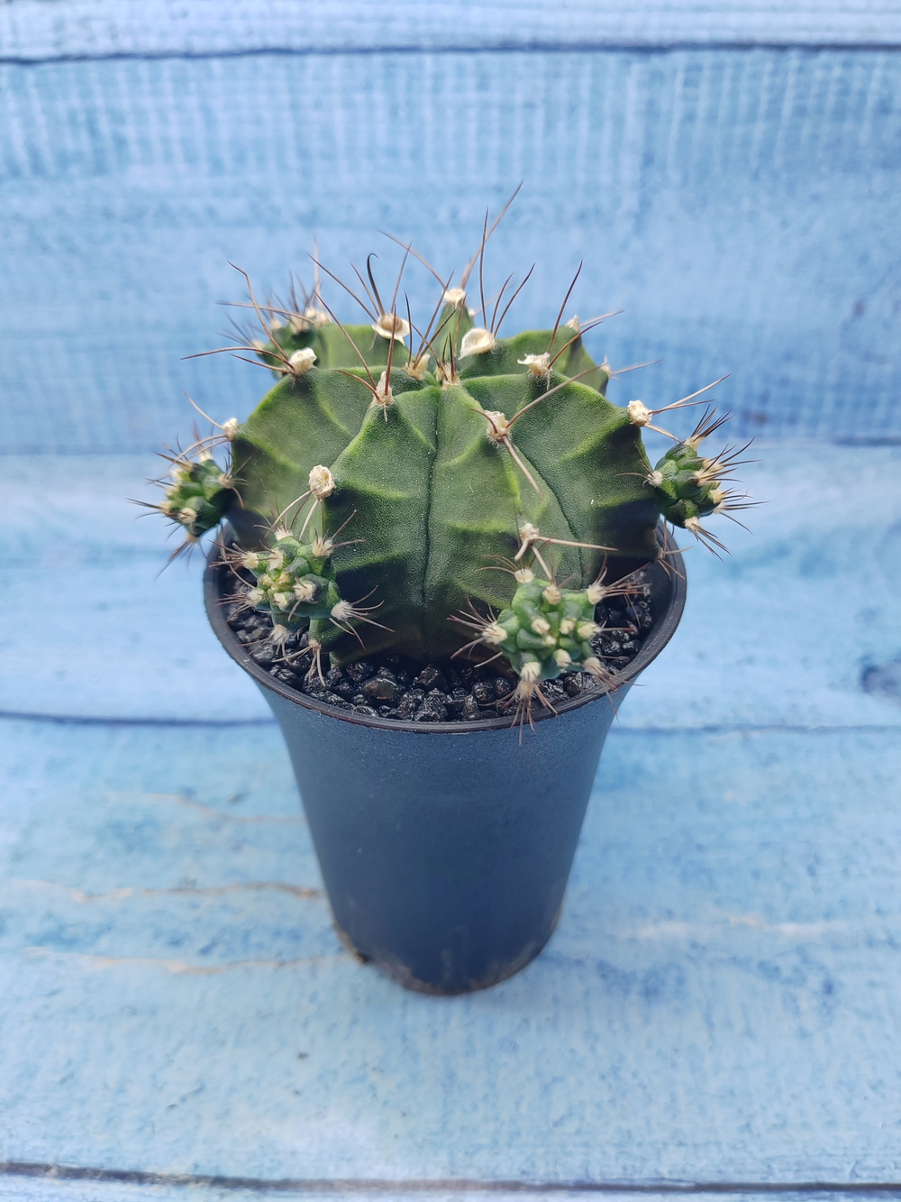 Gymnocalycium Mihanovichii (Гимнокалициум)