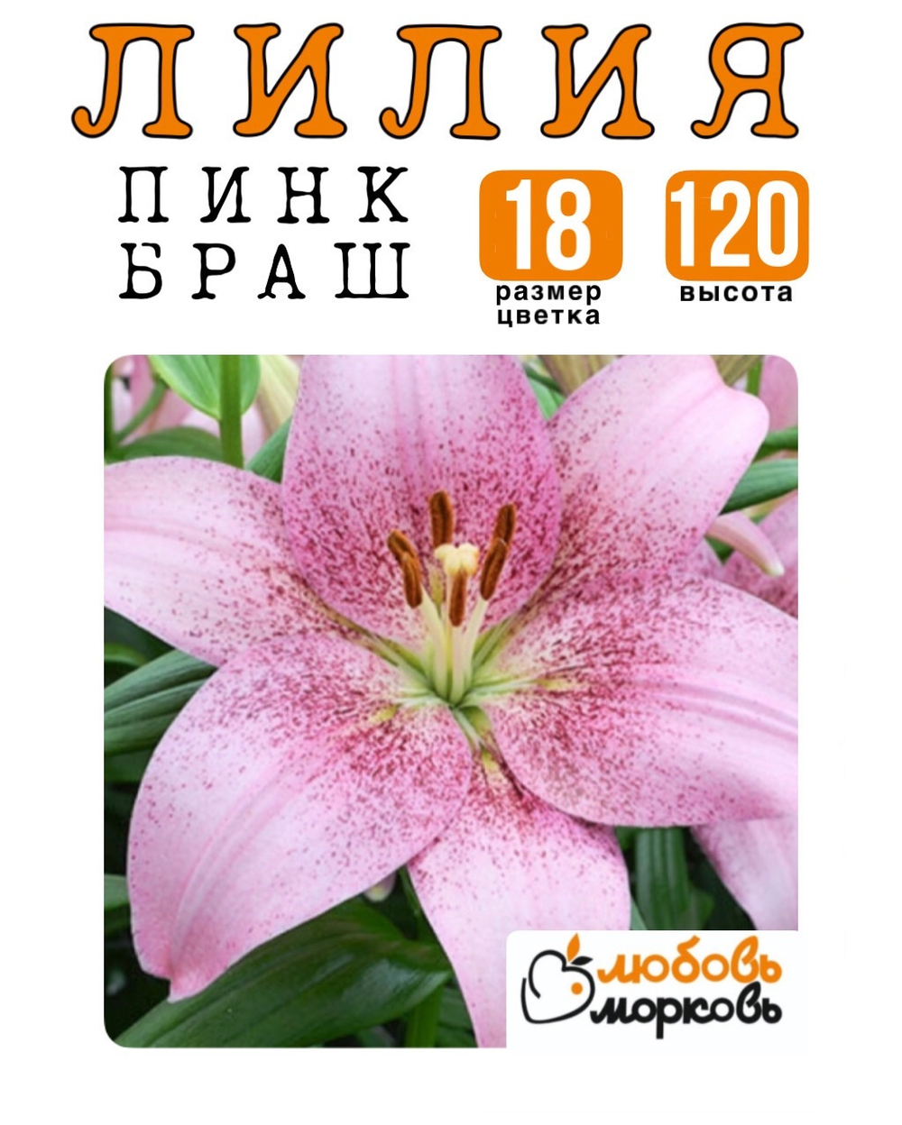 Лилия Луковица, Пинк Браш, ЛА-гибрид, 1 шт