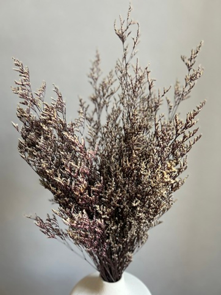 Кермек бело-фиолетовый