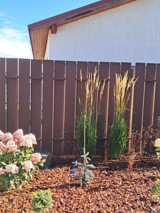 Вейник остроцветковый 'Overdam' С2 Закупка М39 июнь 2026