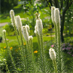 Лиатрис колосковый "Alba". Liatris spicata "Alba".