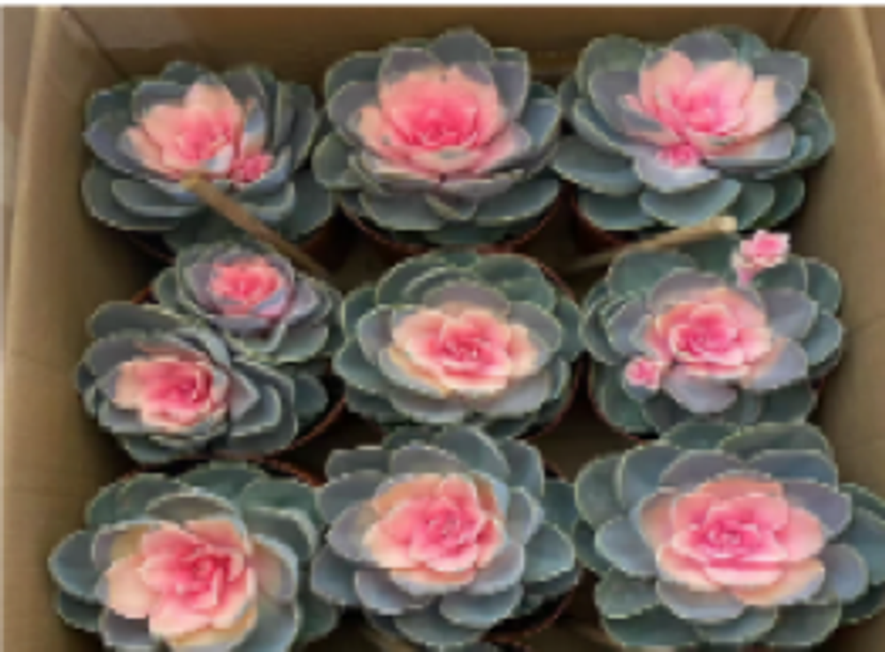 Суккулент Premium Red Heart д.14