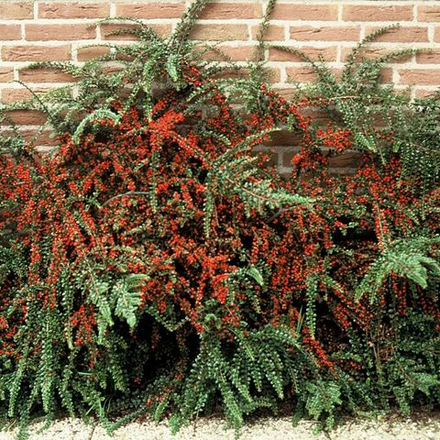 Кизильник горизонтальный C2 20-30