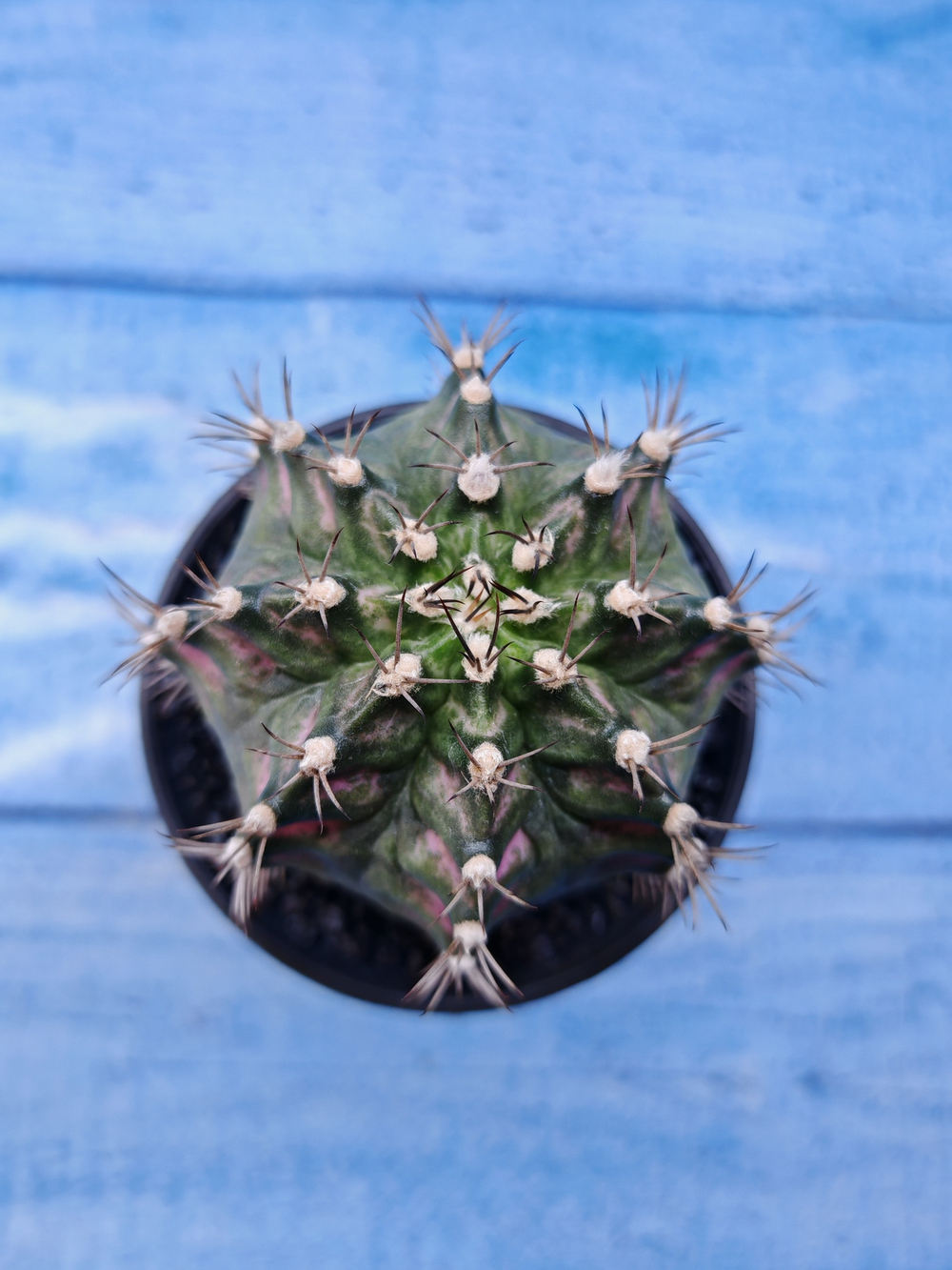 Gymnocalycium T-Rex Pink hybride (Гимнокалициум T-rex)