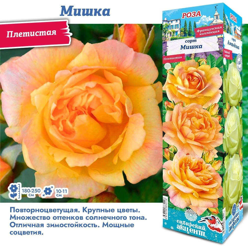 Роза Мишка (Плетистая)